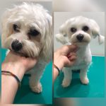 PrietenulBlanos.ro - Pet Grooming