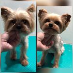 PrietenulBlanos.ro - Pet Grooming