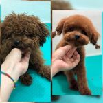 PrietenulBlanos.ro - Pet Grooming