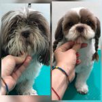 PrietenulBlanos.ro - Pet Grooming