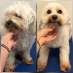 PrietenulBlanos.ro - Pet Grooming