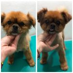PrietenulBlanos.ro - Pet Grooming