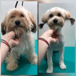 PrietenulBlanos.ro - Pet Grooming