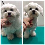 PrietenulBlanos.ro - Pet Grooming