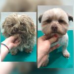 PrietenulBlanos.ro - Pet Grooming