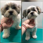 PrietenulBlanos.ro - Pet Grooming