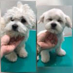 PrietenulBlanos.ro - Pet Grooming