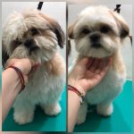 PrietenulBlanos.ro - Pet Grooming