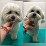 PrietenulBlanos.ro - Pet Grooming