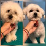PrietenulBlanos.ro - Pet Grooming