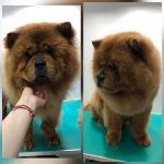 PrietenulBlanos.ro - Pet Grooming