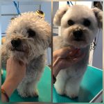 PrietenulBlanos.ro - Pet Grooming