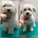 PrietenulBlanos.ro - Pet Grooming