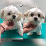 PrietenulBlanos.ro - Pet Grooming