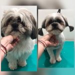 PrietenulBlanos.ro - Pet Grooming