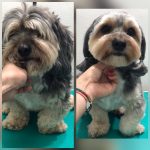 PrietenulBlanos.ro - Pet Grooming