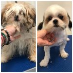 PrietenulBlanos.ro - Pet Grooming