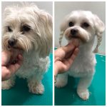 PrietenulBlanos.ro - Pet Grooming
