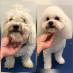 PrietenulBlanos.ro - Pet Grooming