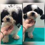 PrietenulBlanos.ro - Pet Grooming