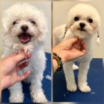 PrietenulBlanos.ro - Pet Grooming