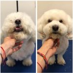 PrietenulBlanos.ro - Pet Grooming