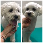 PrietenulBlanos.ro - Pet Grooming