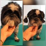 PrietenulBlanos.ro - Pet Grooming
