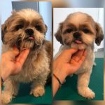 PrietenulBlanos.ro - Pet Grooming