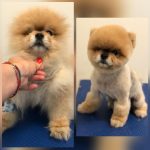 PrietenulBlanos.ro - Pet Grooming